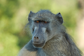 A chacma baboon early in the morning in South Africa.