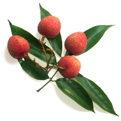 litchi : fruits sur feuilles