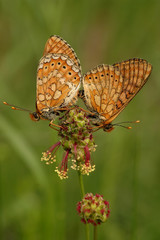 Butterflies on flower