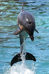 Bottlenose dolphin leaping out of the water