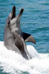  Dolfijn met wijd open mond half uit het water © Duncan Noakes