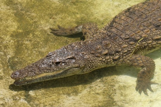 A crocodile lazing in the warm water on a sunny day