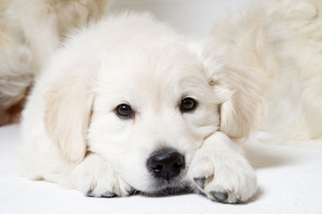 puppy resting