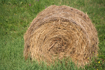 wheat sphere in a field ready for transport
