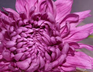 flower, chrysanthemum