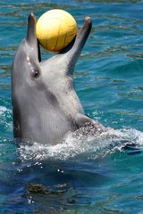 Dolphin with ball in mouth and head out of water