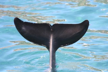 Tail fluke of a common bottlenose dolphin