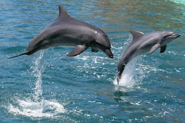 Foto op Plexiglas Dolfijnen Tuimelaars die uit het water springen