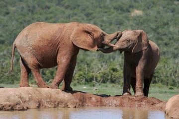 Two African elephants interacting