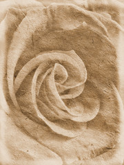Roses in a romantic illustration