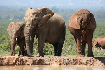 African elephants refreshing themselves at a water hole 