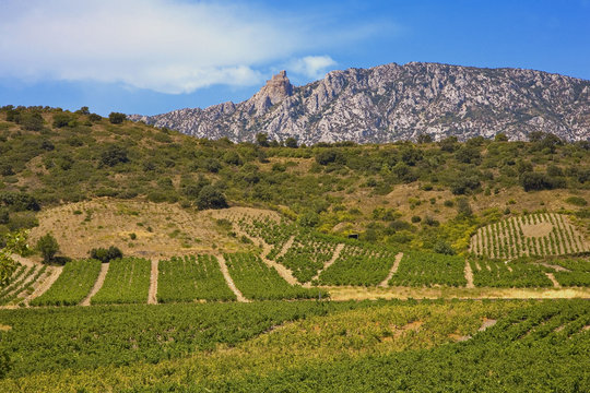 roussillon : chateau cathare de queribus derri&egrave;re les vignes