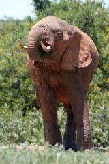 Fototapeta na wymiar African elephant with large tusks drinking water on a hot day