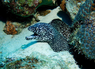 Fototapeta na wymiar A Spotted Murray Eel in the Caribbean Sea