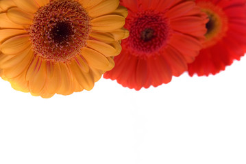 Flowers isolated on white background