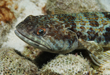 A Lizardfish on the seabed in the Caribbean Sea