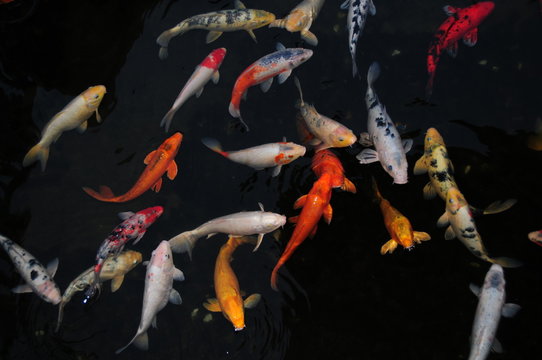 fischteich