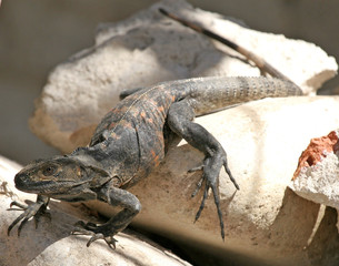 Black Iguana