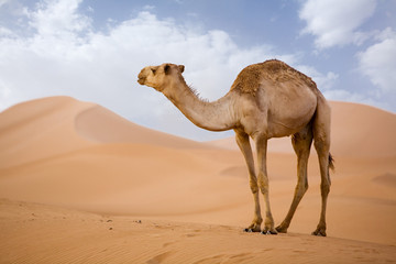 Lone Camel in the Desert sand dune with blue sky