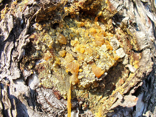 wood resin