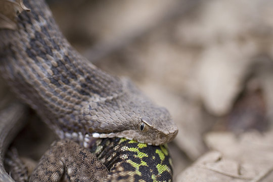 vipera