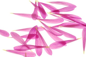 Background of pink petals on white background