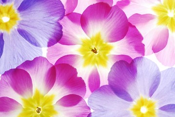 Close-up of pastel primula flowers against white background