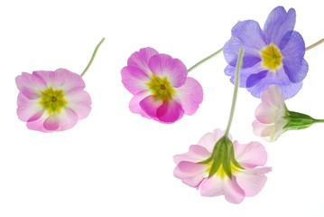Close-up of pastel primula flowers against white background