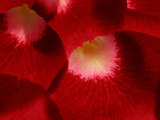 Close-up de pétales de fleurs de rose rouge en arrière-plan