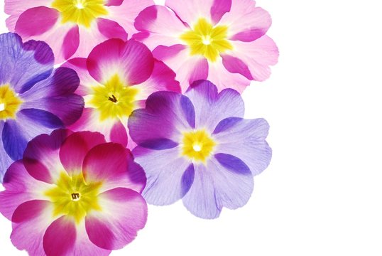 Fototapeta Close-up of pastel primula flowers against white background