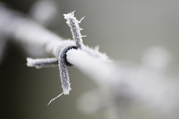 Obraz premium barbelé