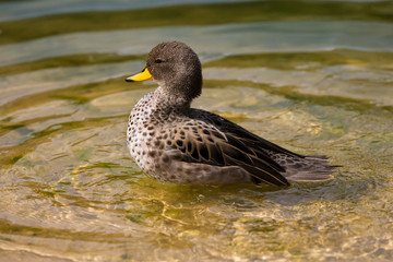 The duck with the yellow beak
