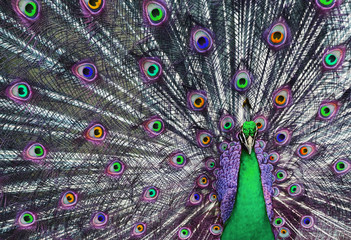 Psychedelic peacock with his tail feathers on display 