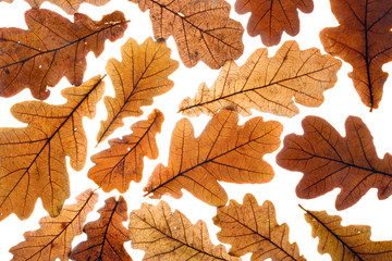 Naklejka na ściany i meble Lots of dry oak leaves, may be used as background