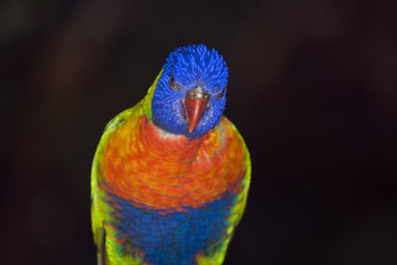 Lorikeet