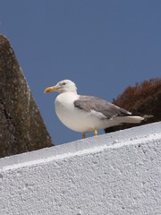 gaviota 