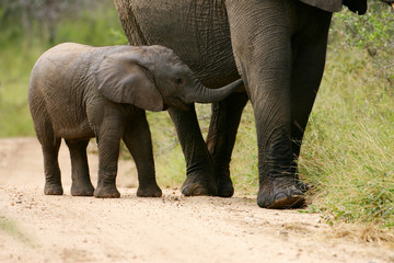 Fototapeta premium African Elephant