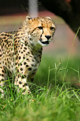African Cheetah