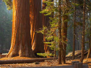 Three majestic sequoias standing tall in partial sunlight