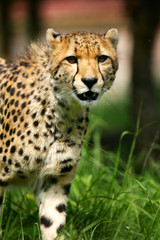 African Cheetah