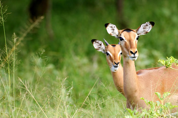 African Impala