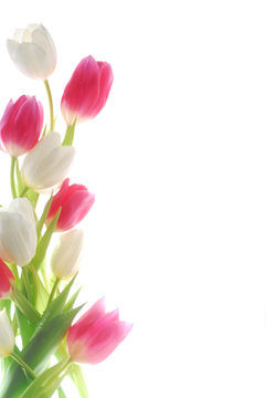white and red tulips against white background