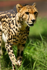 King Cheetah