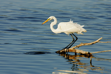 Great Egret