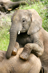 African Elephant