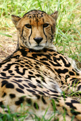 King Cheetah