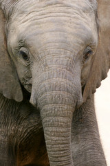 African Elephant