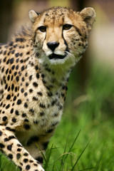 African Cheetah