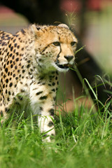 African Cheetah