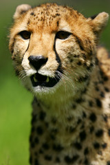 African Cheetah